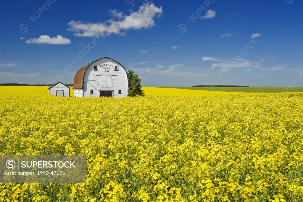 Bloom stage canola field with old barn and grain bin in the background, near Somerset, Manitoba, Canada