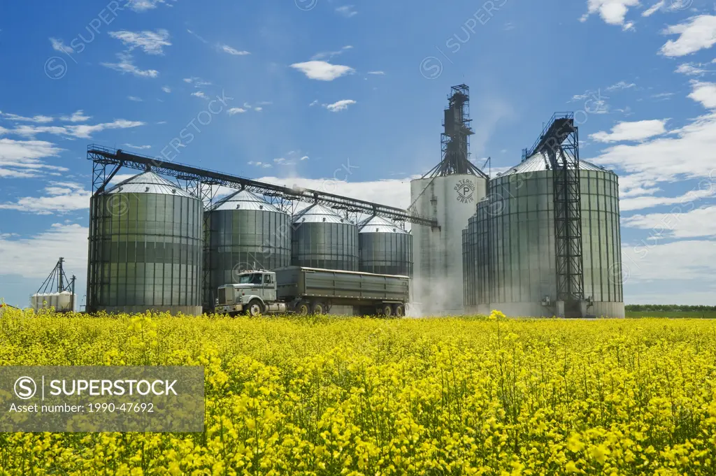 Bloom stage canola field with grain truck and inland grain terminal in the background, Morris, Manitoba, Canada