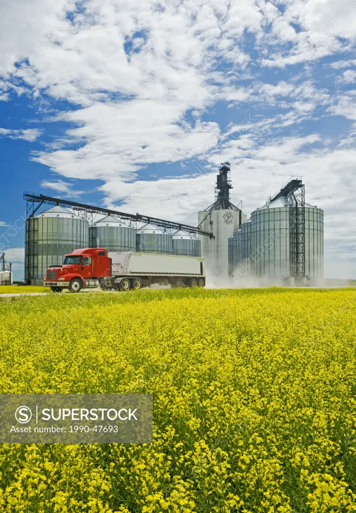 Bloom stage canola field with grain truck and inland grain terminal in the background, Morris, Manitoba, Canada