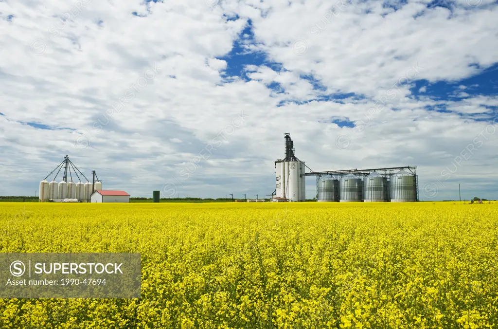Bloom stage canola field with inland grain terminal in the background, Morris, Manitoba, Canada