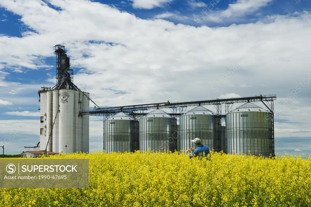 Man in bloom stage canola field with inland grain terminal in the background, Morris, Manitoba, Canada
