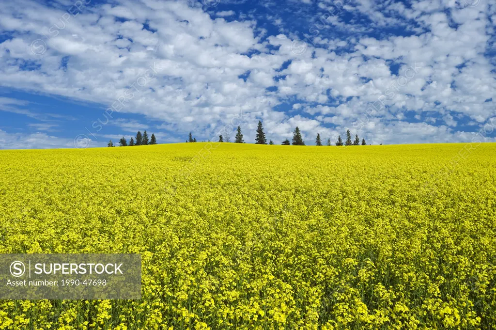 Bloom stage canola field , Tiger Hills, Manitoba, Canada