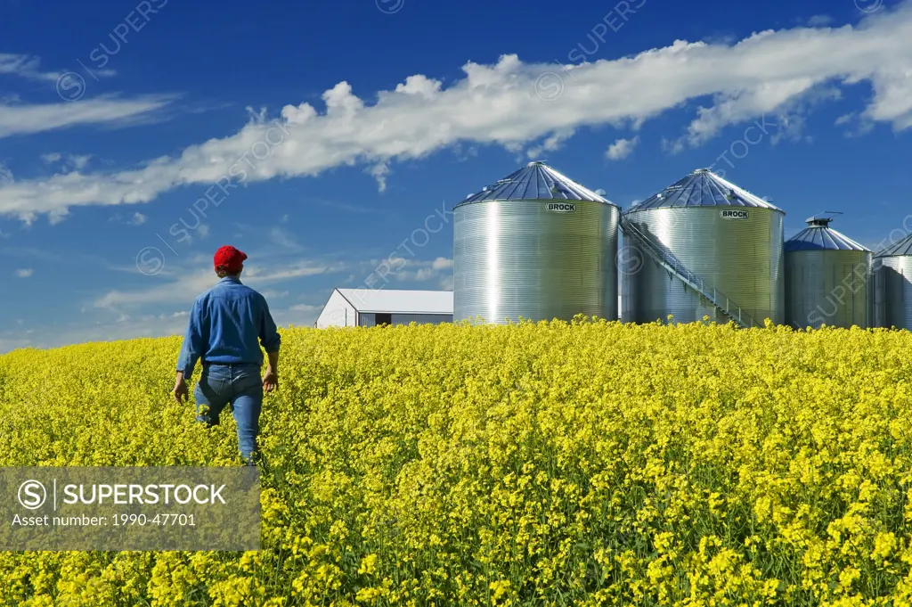Man scouts a field of bloom stage canola, grain binssilos in the background, Tiger Hills, Manitoba, Canada