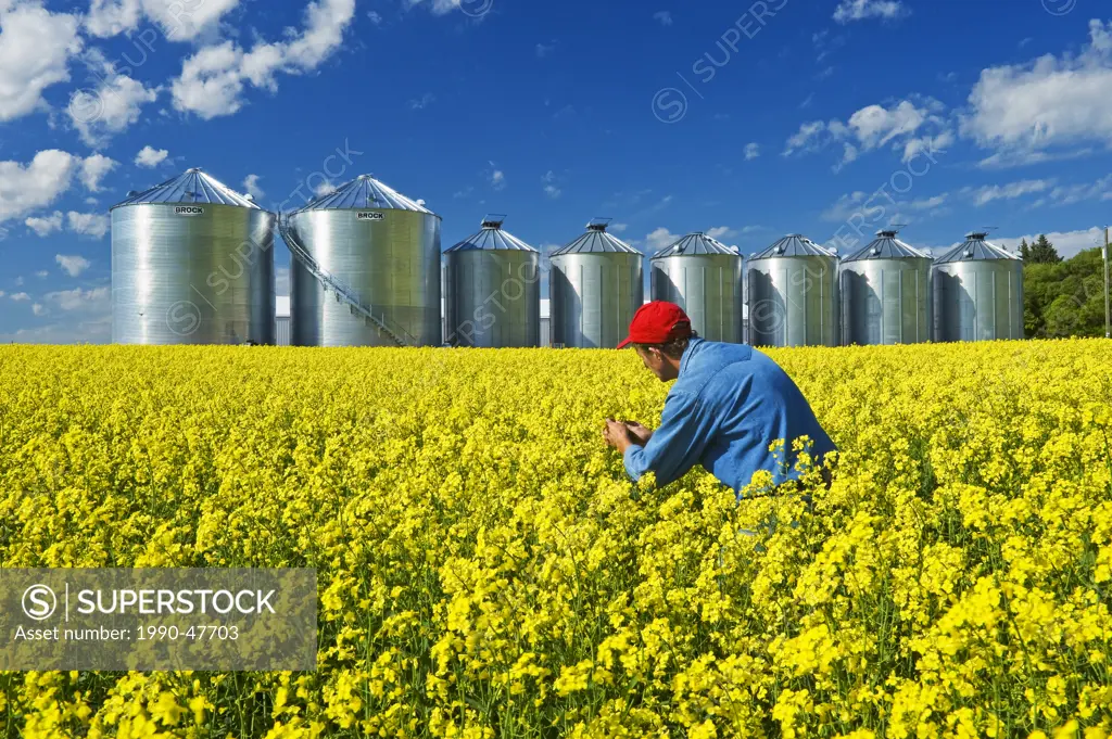 Man in a field of bloom stage canola with grain bins silos in the background, Tiger Hills, Manitoba, Canada