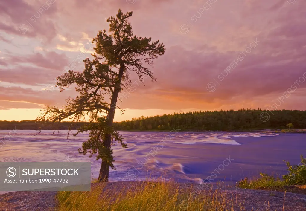 Lone pine tree, Sturgeon Falls, Whiteshell Provincial Park, Manitoba, Canada