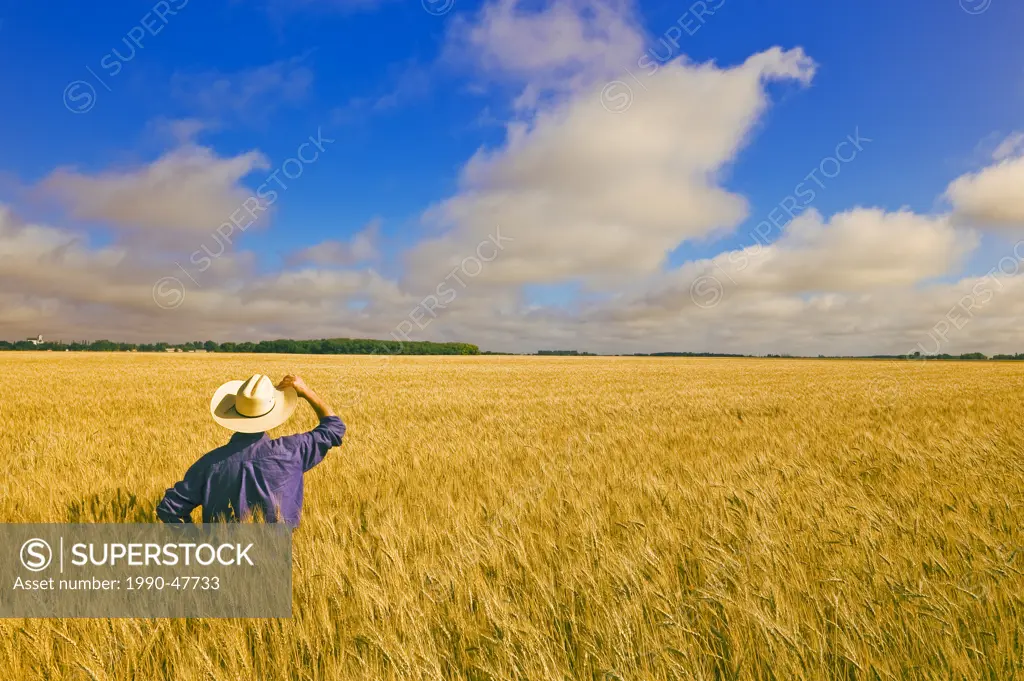 A man looks out over maturing spring wheat near Dugald, Manitoba, Canada