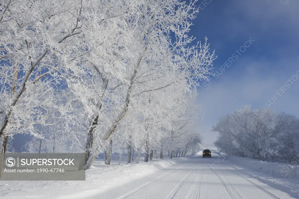 Road with frost covered trees,near Estevan, Saskatchewan, Canada
