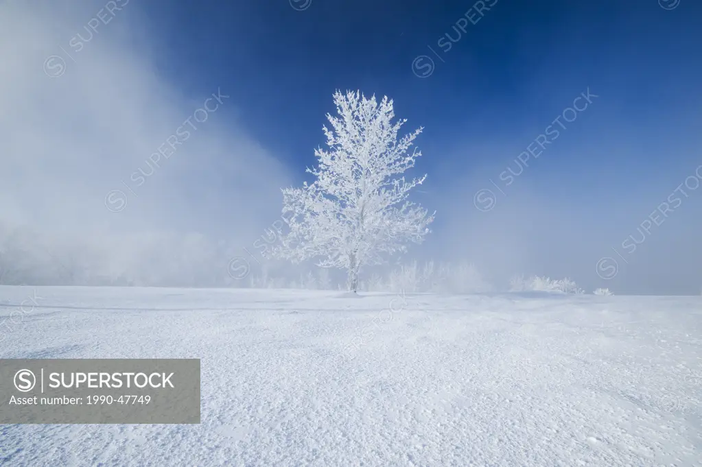 Field with frost covered tree,near Estevan, Saskatchewan, Canada