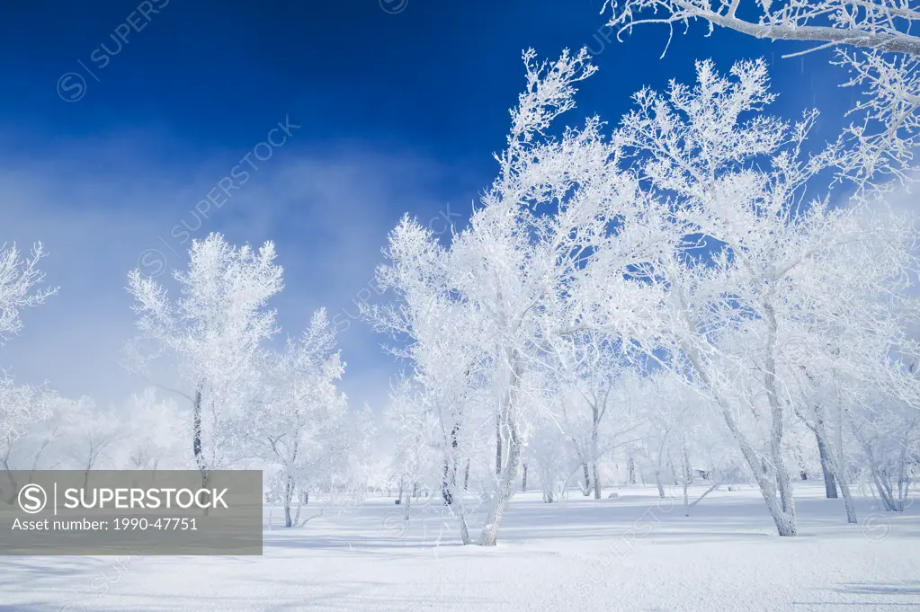 Field with frost covered trees,near Estevan, Saskatchewan, Canada