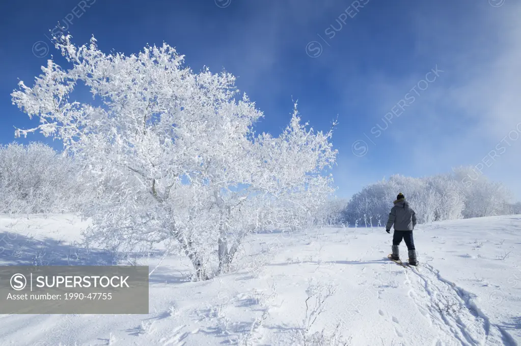 Man snowshoeing across a field with frost covered trees,near Estevan, Saskatchewan, Canada