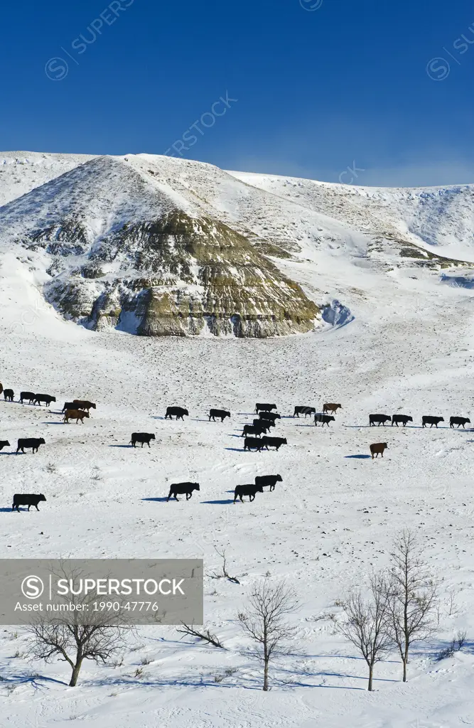 Cattle in the Big Muddy Badlands, Saskatchewan, Canada