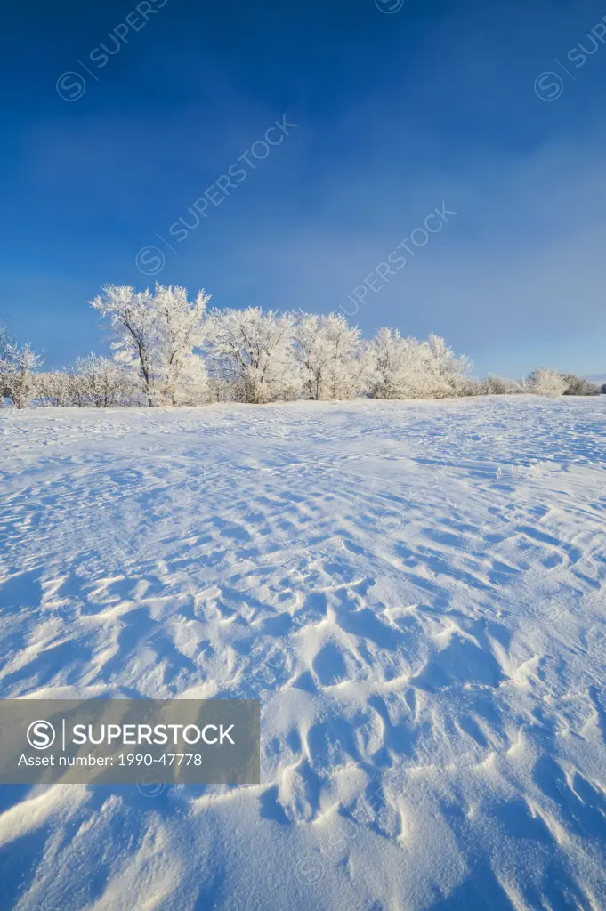 Field with frost covered trees,near Estavan, Saskatchewan, Canada
