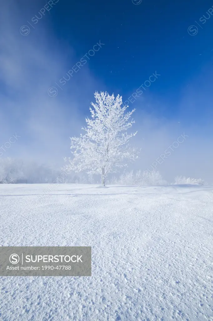 Field with frost covered tree,near Estevan, Saskatchewan, Canada