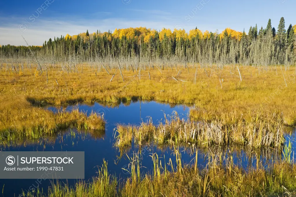 Bog, Prince Albert National Park, Saskatchewan, Canada