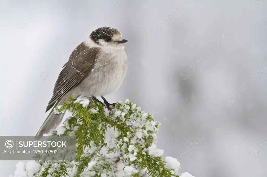 Gray Jay Perisoreus canadensis perched on a branch near Mount Washington, BC, Canada.