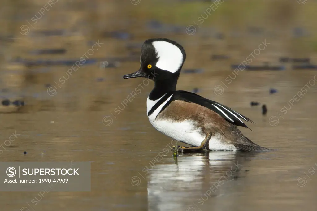 Hooded Merganser Lophodytes cucullatus standing on a frozen pond in Victoria, BC, Canada.