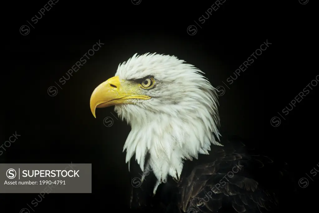 Portrait of a Bald Eagle, Canada