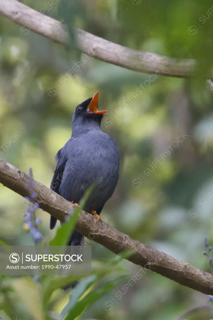 Black_faced Solitaire Myadestes melanops perched on a branch in Costa Rica.