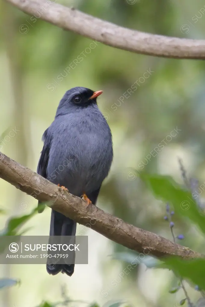 Black_faced Solitaire Myadestes melanops perched on a branch in Costa Rica.