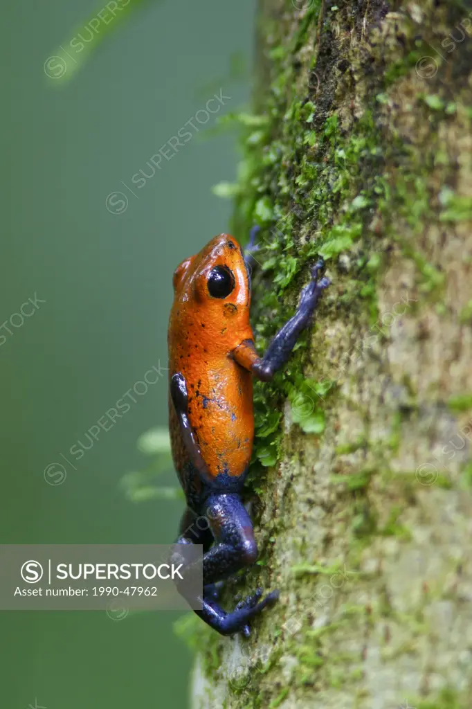 Strawberry Poison Dart Frog perched on a branch in Costa Rica.