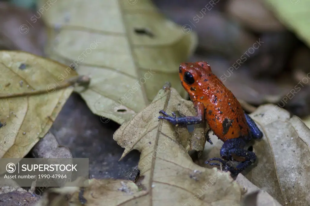 Strawberry Poison Dart Frog perched in the leaf litter in the rainforest of Costa Rica.