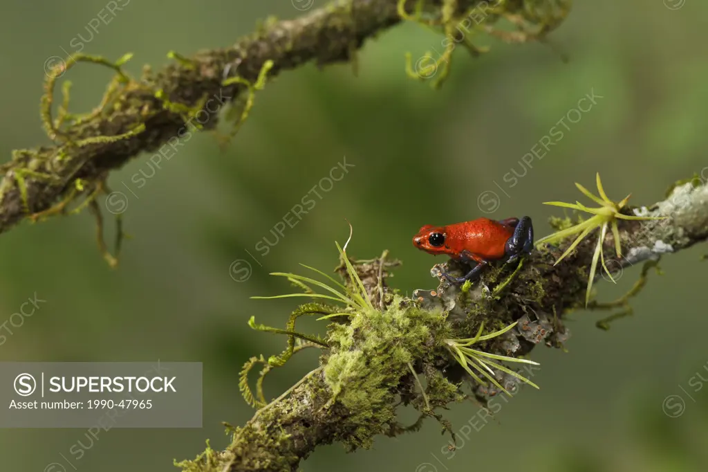 Strawberry Poison Dart Frog perched on a branch in Costa Rica.