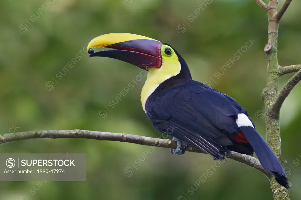 Chestnut_mandibled Toucan Ramphastos swainsonii perched on a branch in Costa Rica.