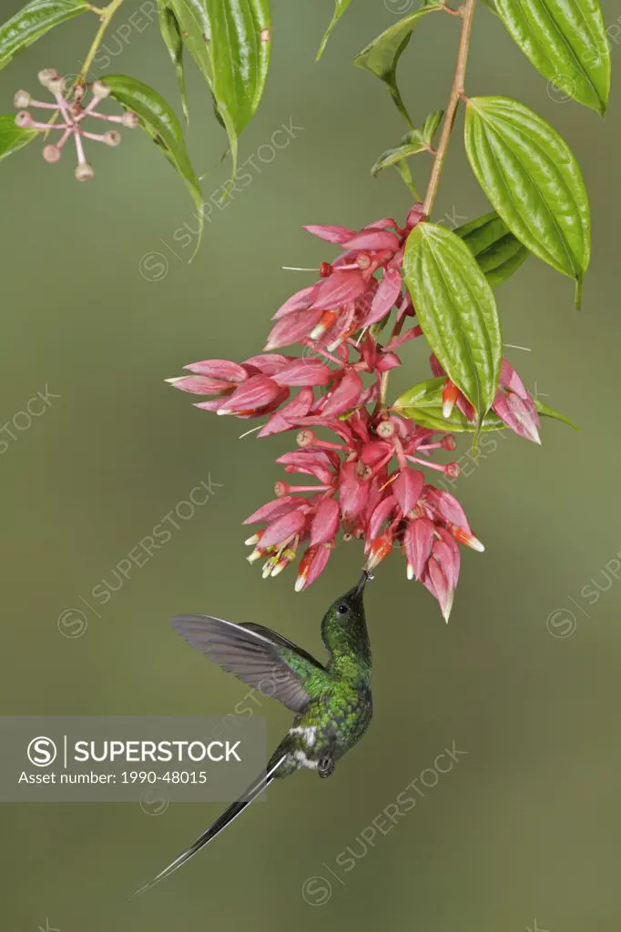 Green Thorntail Discosura conversii flying and feeding at a flower in Costa Rica.