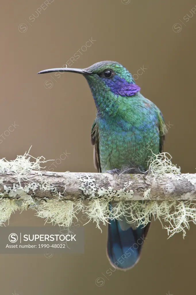 Green Violet_ear Colibri thalassinus perched on a branch in Costa Rica.