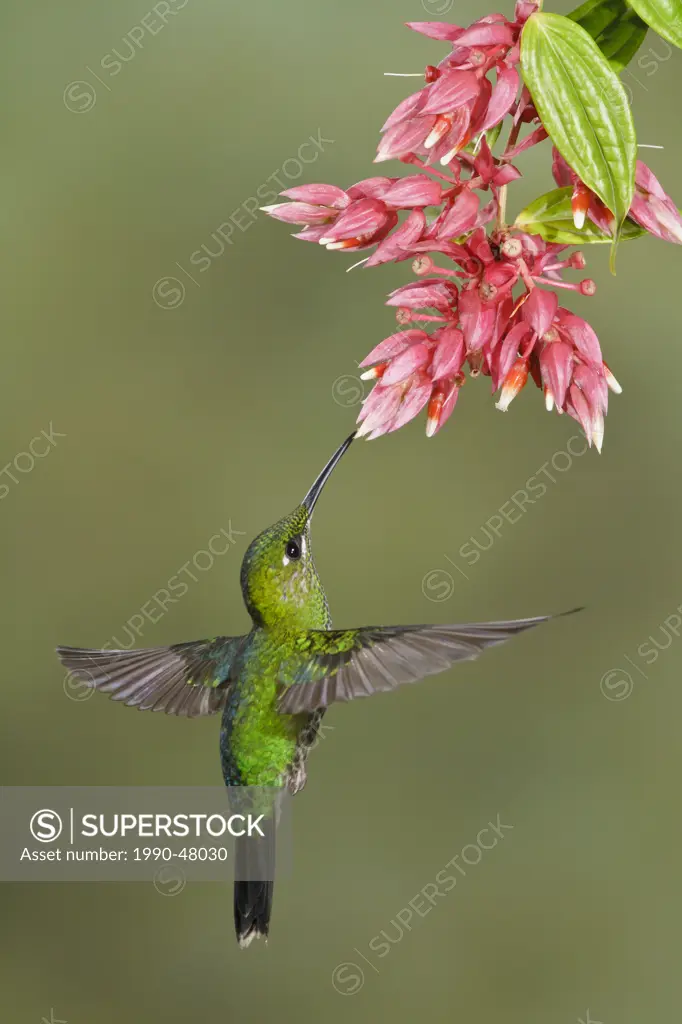Green_crowned Brilliant Heliodoxa jacula flying and feeding at a flower in Costa Rica.