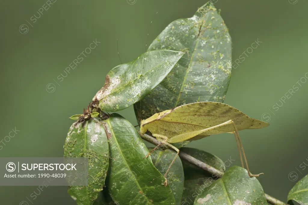 Katydid perched on a branch in Costa Rica.
