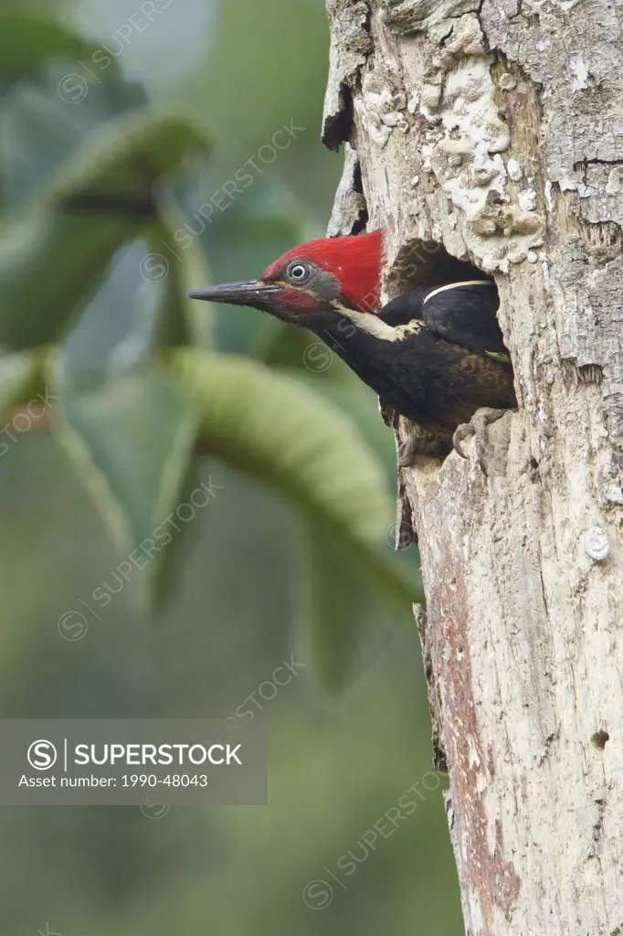 Lineated Woodpecker Dryocopus lineatus perched on a branch near its nest cavity in Costa Rica.