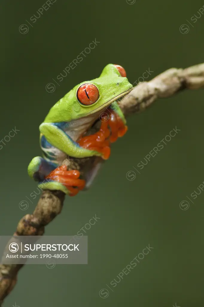 Red_eyed Tree Frog perched on a branch in Costa Rica.