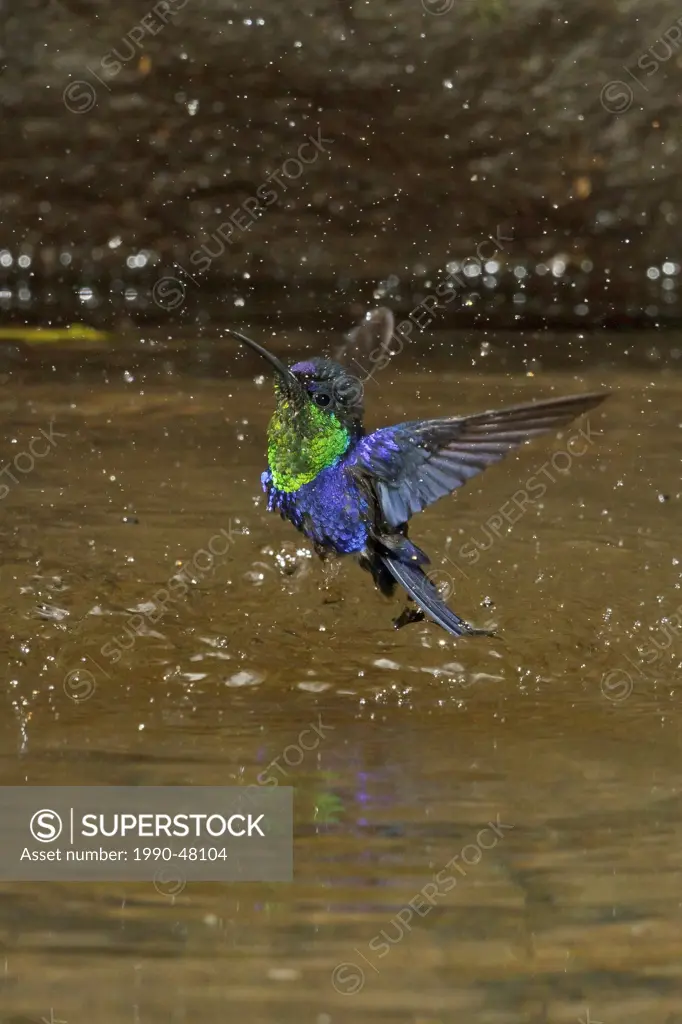 Violet_crowned Woodnymph Thalurania columbica flying and bathing in a small stream in Costa Rica.