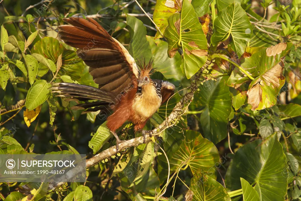 Hoatzin Opisthocomus hoazin perched on a branch in Ecuador.