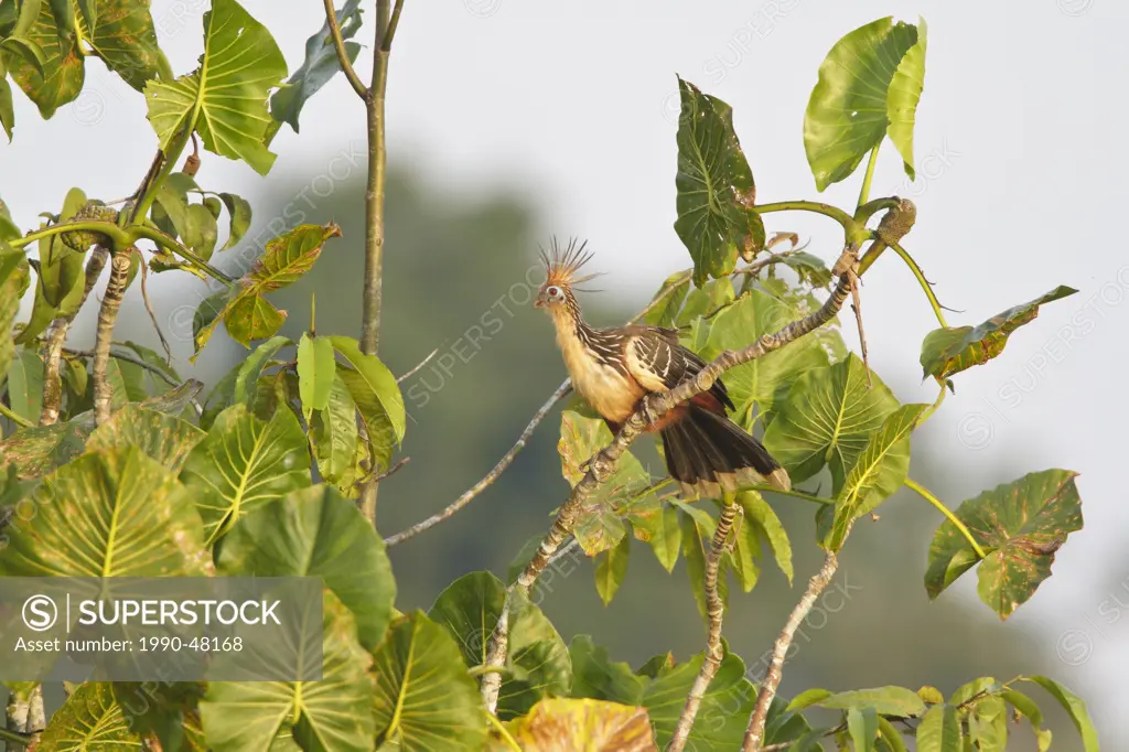 Hoatzin Opisthocomus hoazin perched on a branch in Ecuador.