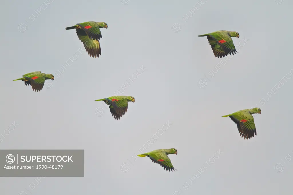 Mealy Amazon Parrot Amazona farinosa flying in Ecuador.