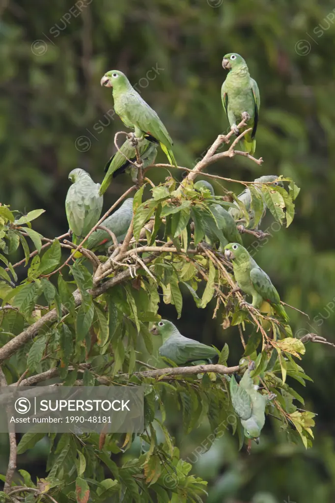 Mealy Amazon Parrot Amazona farinosa perched on a branch in Ecuador.