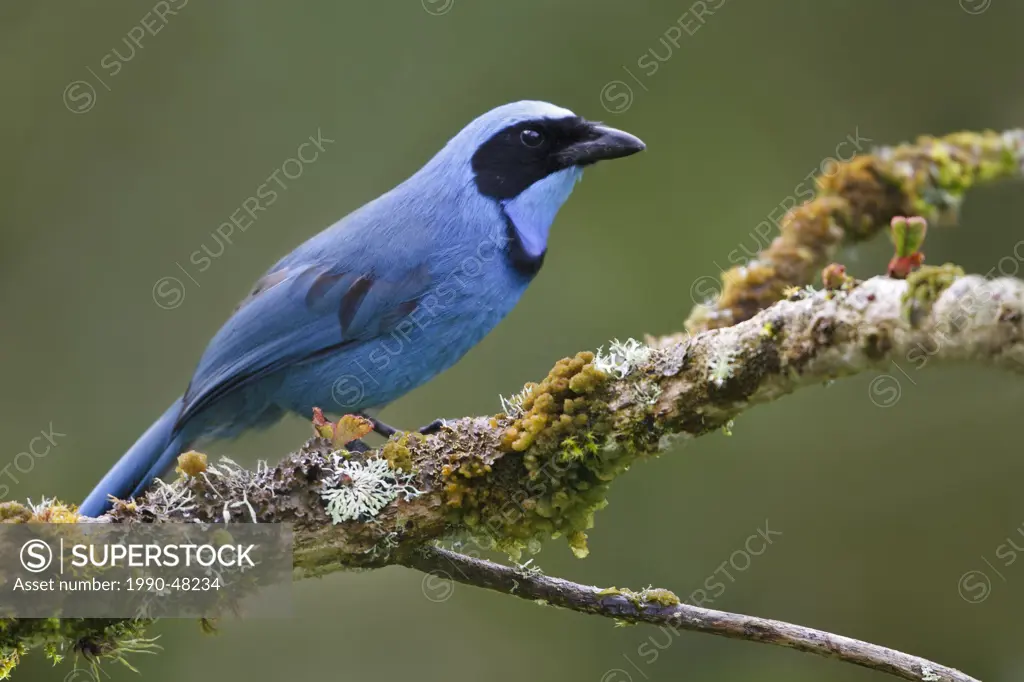 Turquoise Jay Cyanolyca turcosa perched on a branch in Ecuador.