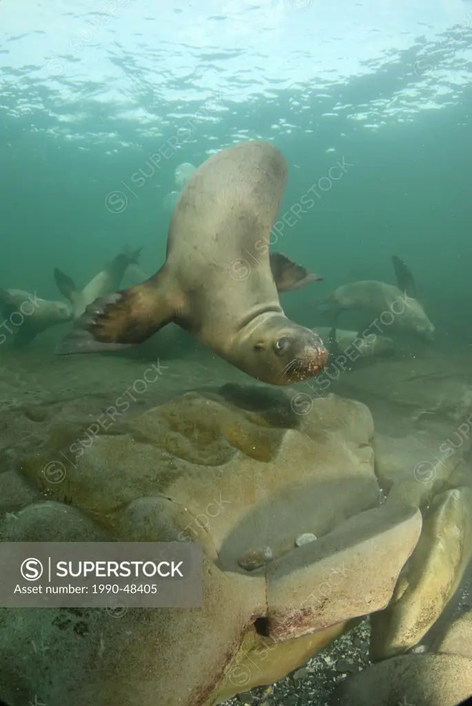 A Steller´s Sea Lion Eumetopias jubatus plays underwater Hornby Island, BC, Canada.