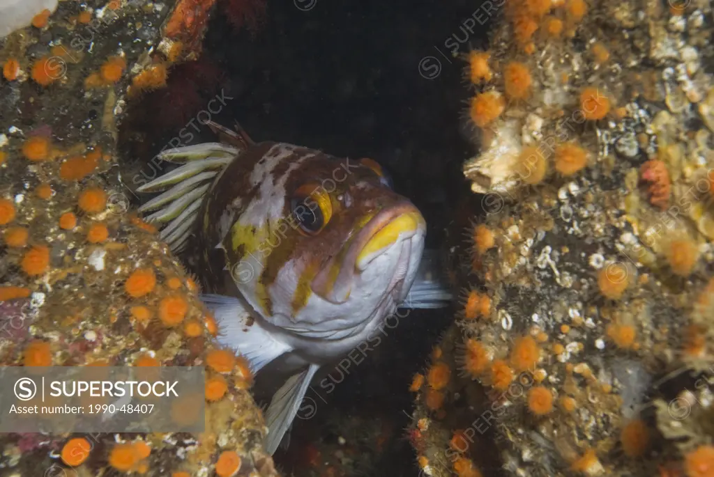 A rock fish hiding out of the current on Copper Cliffs, Quadra Island, BC, Canada.