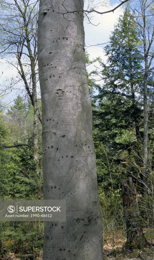 Claw Marks Black Bear on American Beech Fagus grandifolia Tree, Ontario, Canada.