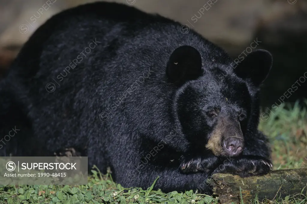 Black Bear Ursus americanus Adult sleeping. Ontario, Canada.