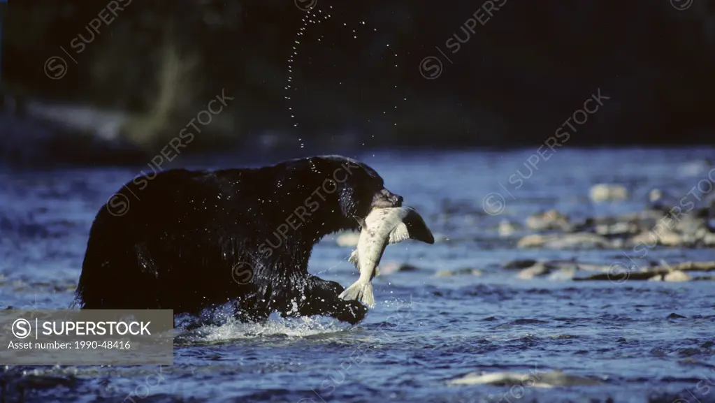 Black Bear Ursus americanus Adult with Chum Salmon Oncorhynchus keta caught during the spawn in Fish Creek, Alaska, United States of America.