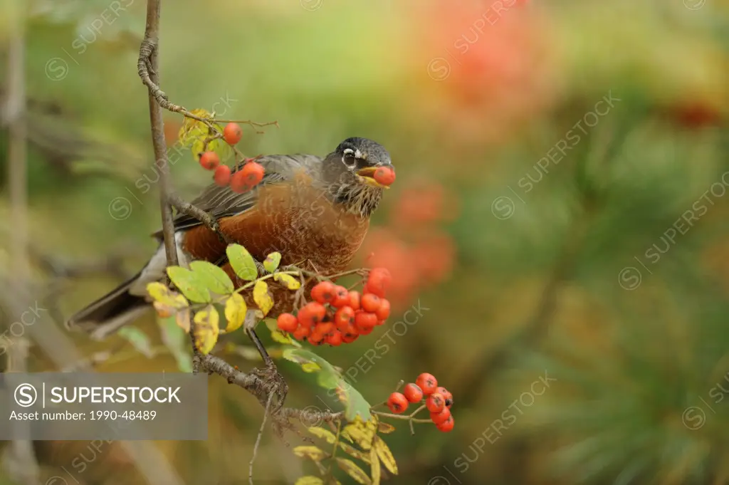 American robin Turdus migratorius foraging for mountain ash berries, Greater Sudbury, Ontario, Canada