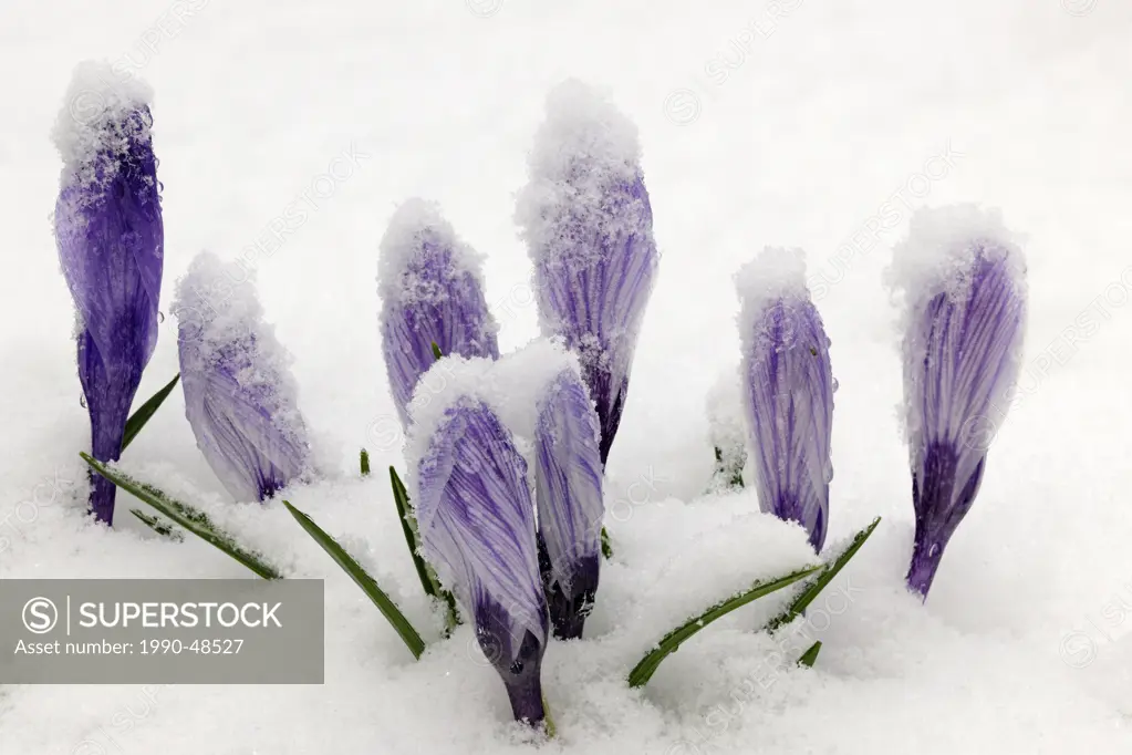 Crocus blooms peeking through spring snowstorm, Greater Sudbury, Ontario, Canada