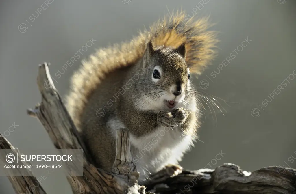 Red Squirrel Tamiasciurus hudsonicus, Lively, Greater Sudbury, Ontario, Canada