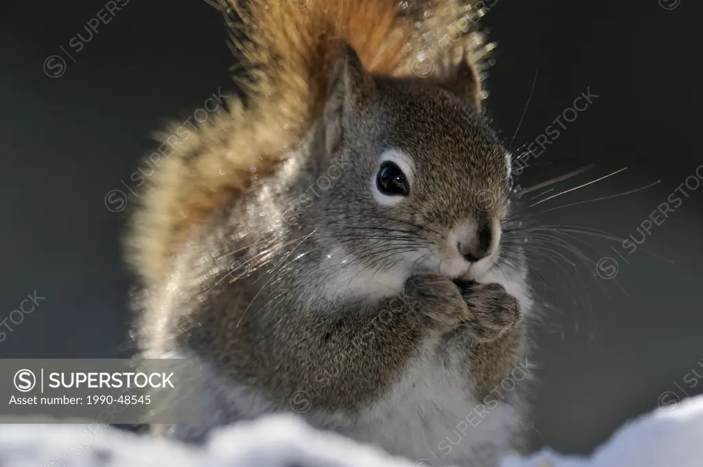 Red Squirrel Tamiasciurus hudsonicus, Lively, Greater Sudbury, Ontario, Canada