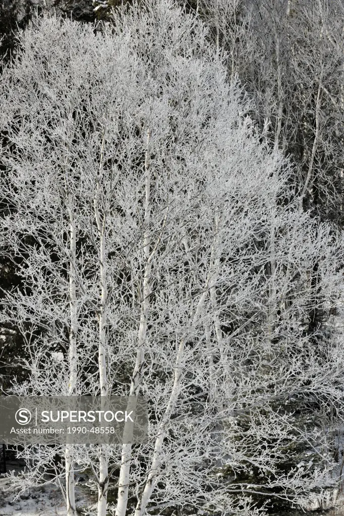 Frosted White birch Betula papyrifera in Junction Creek valley, Greater Sudbury, Ontario, Canada