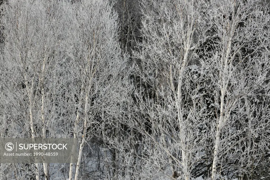 Frosted White birch Betula papyrifera in Junction Creek valley, Lively, Greater Sudbury, Ontario, Canada